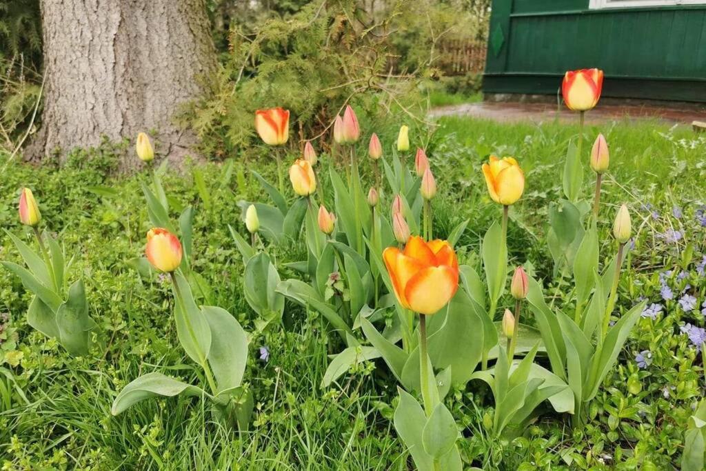 Buglandia Villa Parosla Ngoại thất bức ảnh